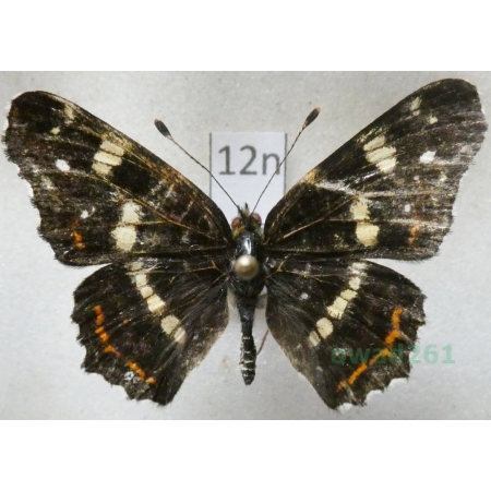 Araschnia levana (Linnaeus, 1758) male form Rusałka kratkowiec Poland12n